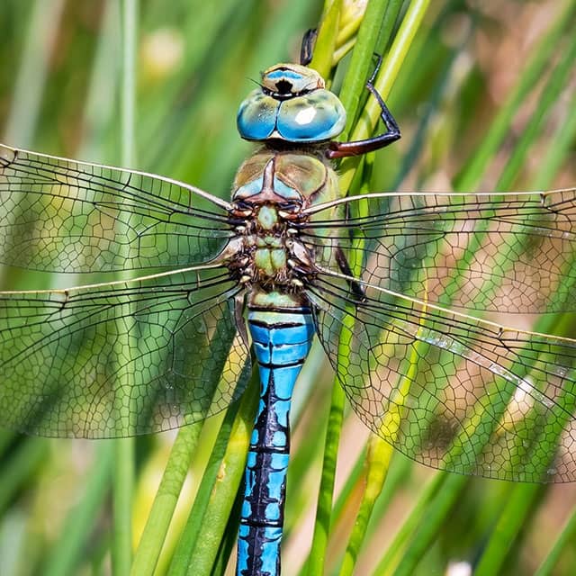 Dragonfly Discovery