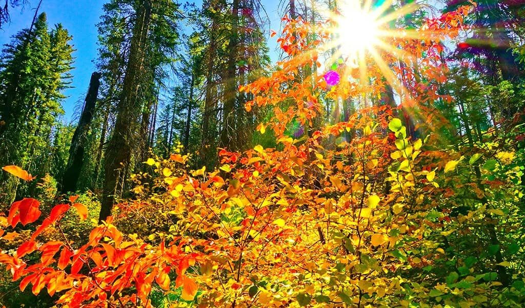 Autumn Colors