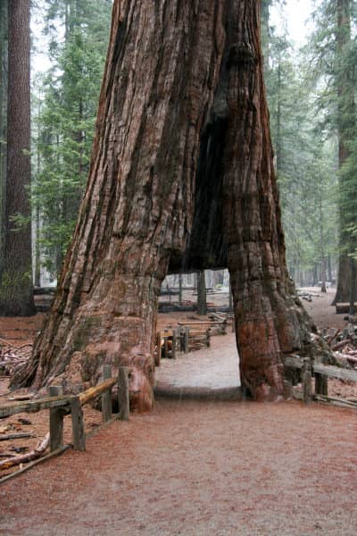 California Tunnel Tree