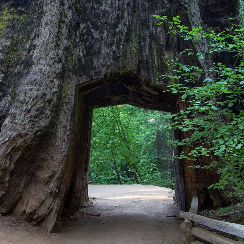 Majestic Giant Sequoias