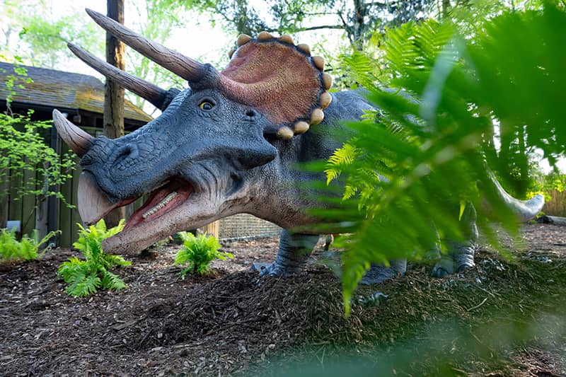 Dinosaur Experience