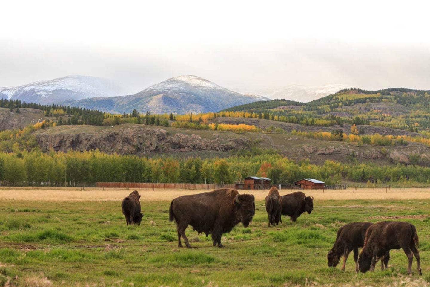 Yukon Wildlife Preserve