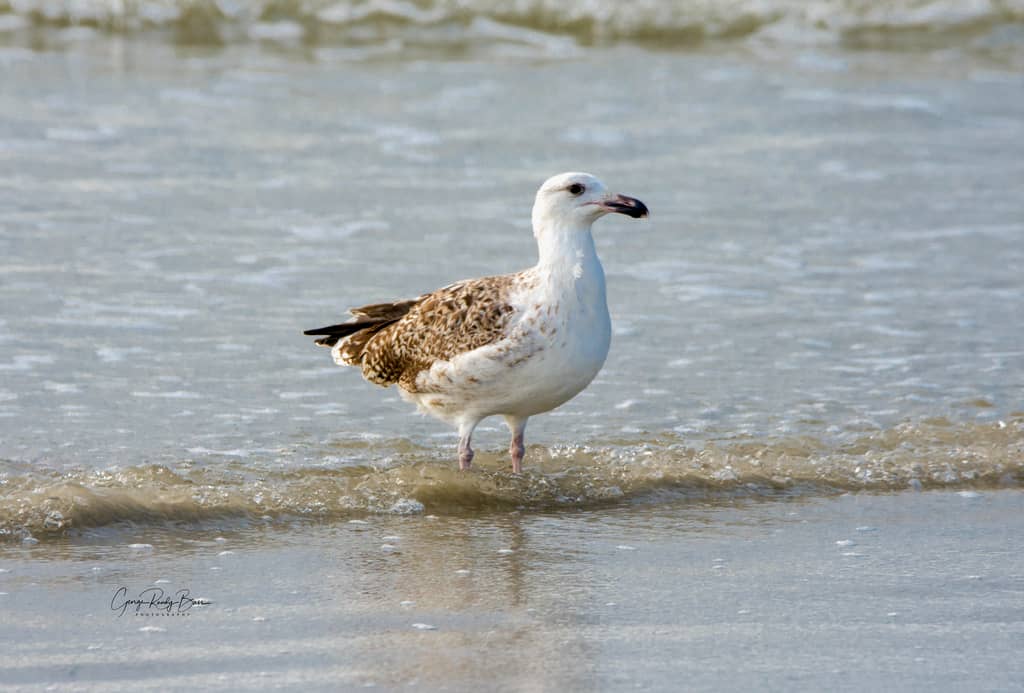 Abundant Birdlife