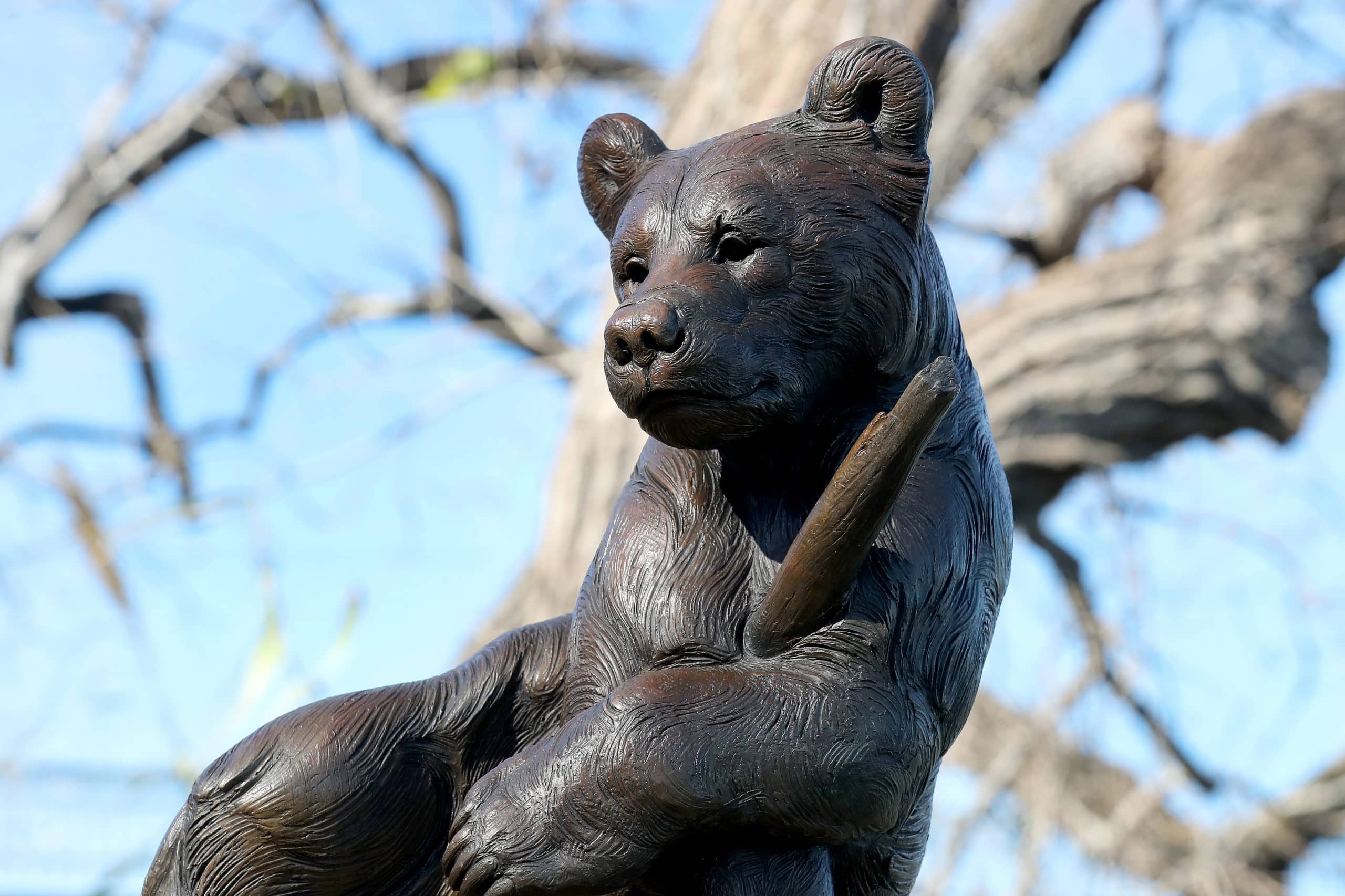 American Black Bear Cub