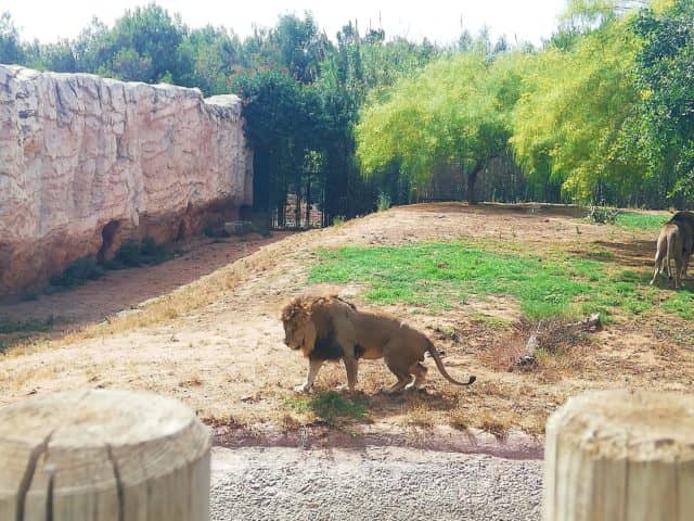 Spacious Enclosures