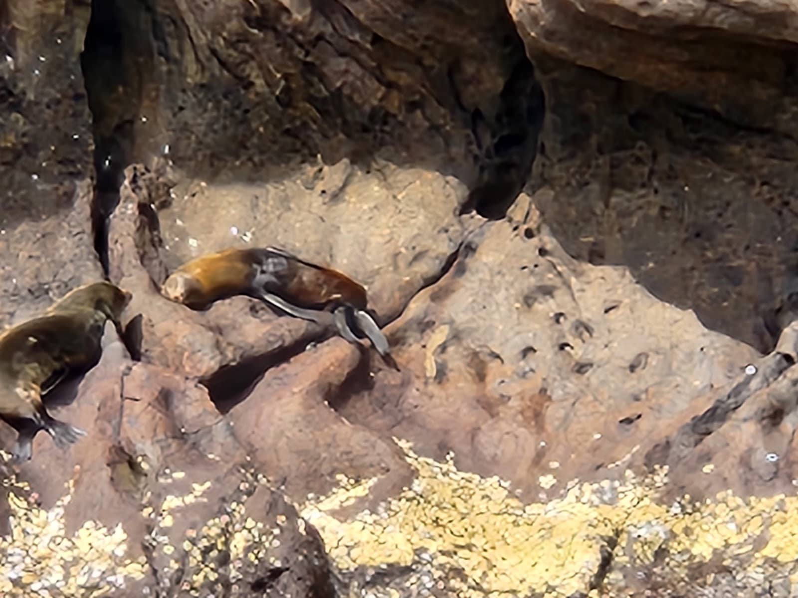 Gordon Rocks Actor Gordon Rocks Santa Cruz Island Galápagos (2026) – Best of TikTok ...