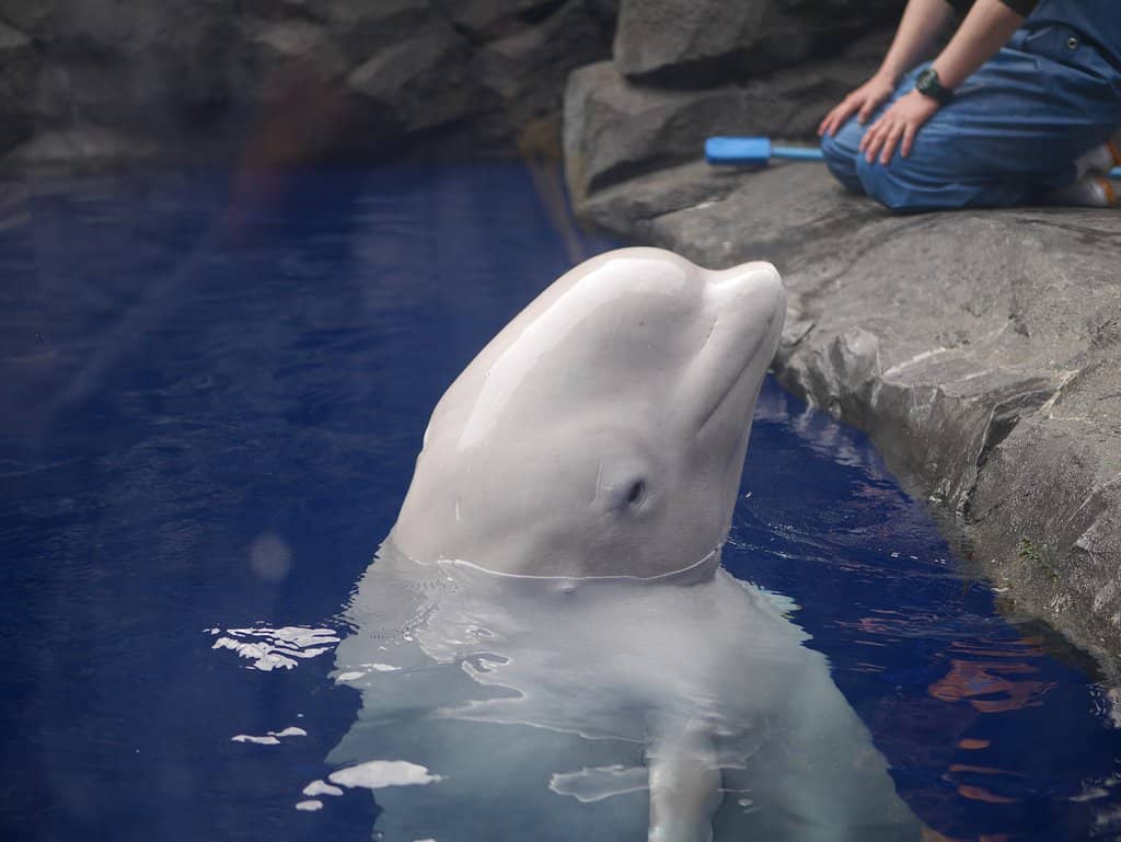 Joetsu Fun Joetsu Aquarium Umigatari (2026) – Best of TikTok, Instagram & Reddit ...